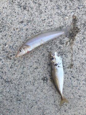 熱帯夜、当たりの無い中貴重なグレゲット！