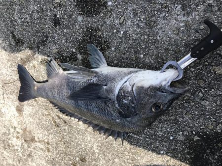 良型チヌ久々フカセで