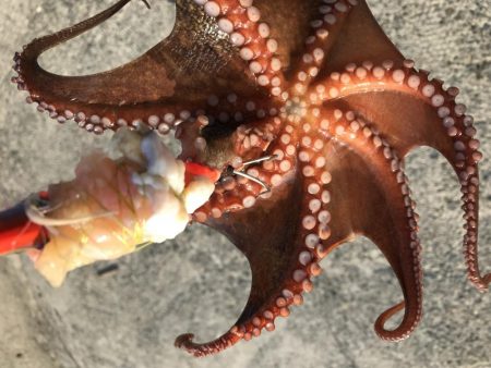 涼しい時間にタコ釣り