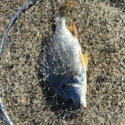 テトラで落とし込み