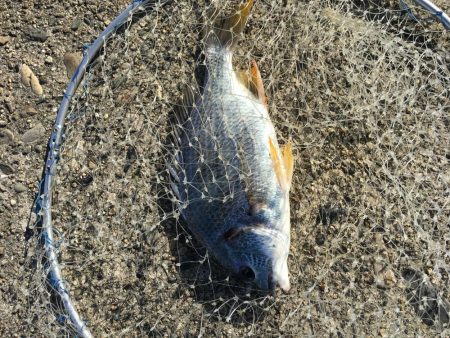 テトラで落とし込み