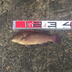 黒鯛、メジナ好調！カンダイ、メナダも！