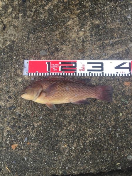 黒鯛、メジナ好調！カンダイ、メナダも！