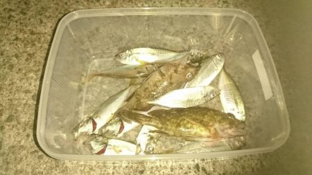 アジングサビキ