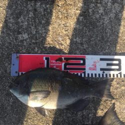 今週もメジナが絶好調！