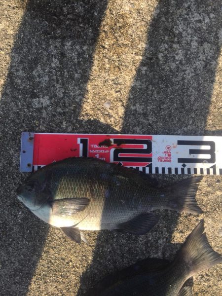 今週もメジナが絶好調！