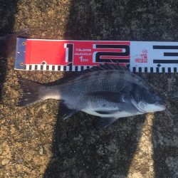 小型チヌ２尾ゲット！変わらず口太は絶好調！！