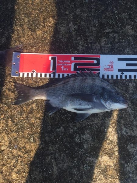 小型チヌ２尾ゲット！変わらず口太は絶好調！！