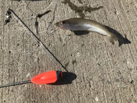 投げ釣りでたこ笑笑