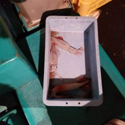 シブいっすねぇ〜