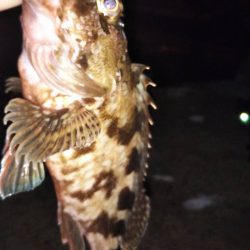 まだまだメバル♪