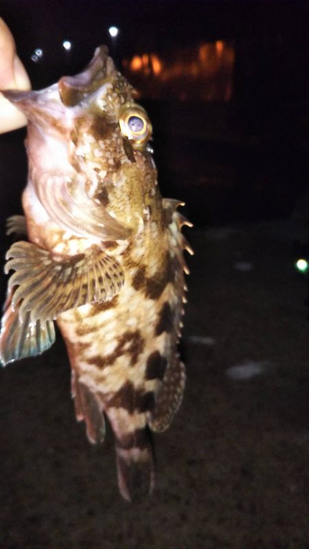 まだまだメバル♪