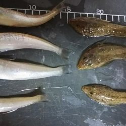 いろいろ釣れました