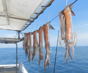 スルメイカ釣り