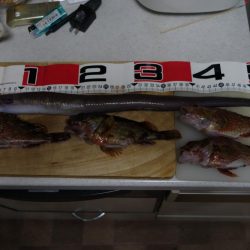 今期初コロダイです