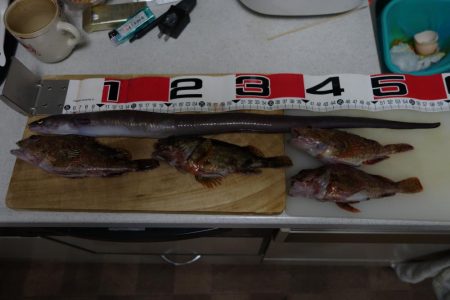 今期初コロダイです