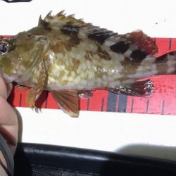 ケンサキ調査で