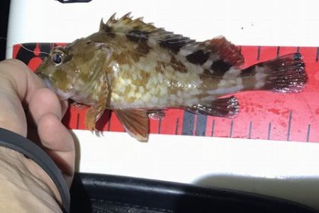 ケンサキ調査で