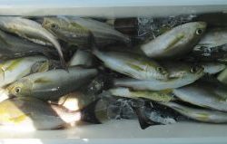 イサキ釣ってきました