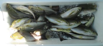 イサキ釣ってきました