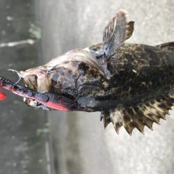 ロックフィッシュ