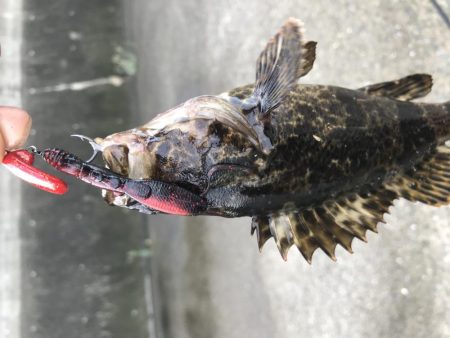 ロックフィッシュ