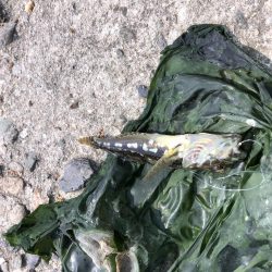 暇つぶしちょい投げ