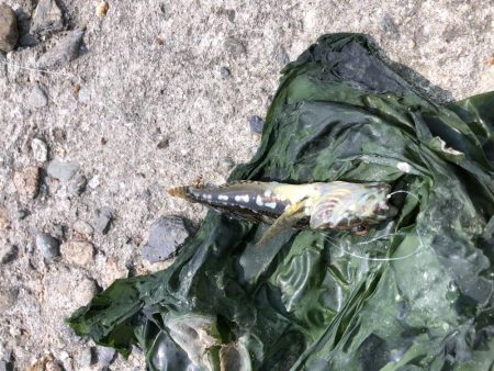 暇つぶしちょい投げ