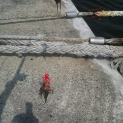 ２年ぶりのタコ釣り