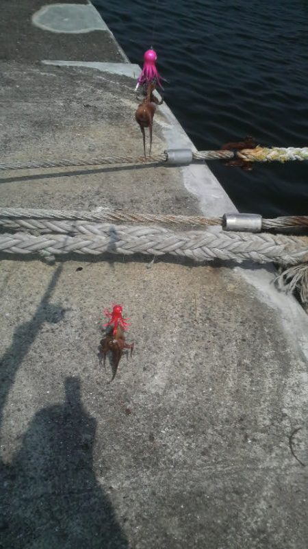 ２年ぶりのタコ釣り