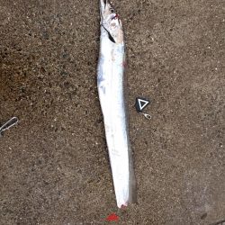 予想より大きいやつがキター