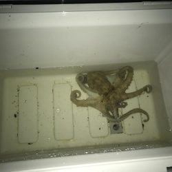 仕事終わりにちょい夜釣り