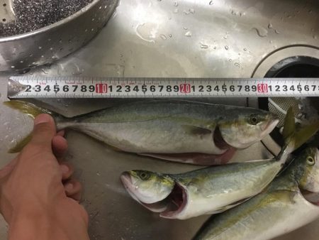 ツバスを求めて