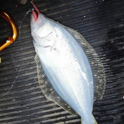 清水港でライトゲーム