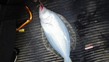 清水港でライトゲーム