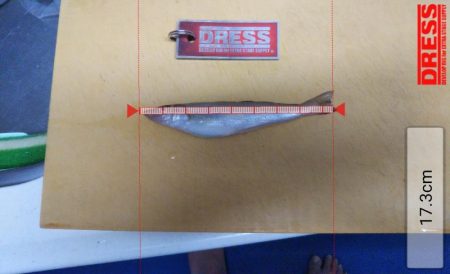 クロダイは簡単に釣れる