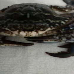 多種の魚が釣れ出しました。サイズは小さいです