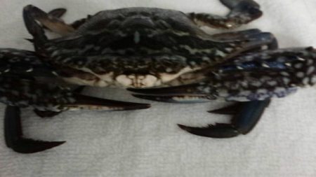 多種の魚が釣れ出しました。サイズは小さいです