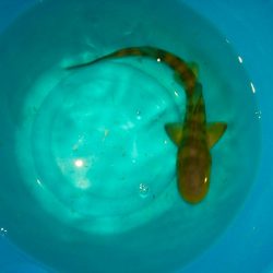 アナゴ釣れてます(^｡^)