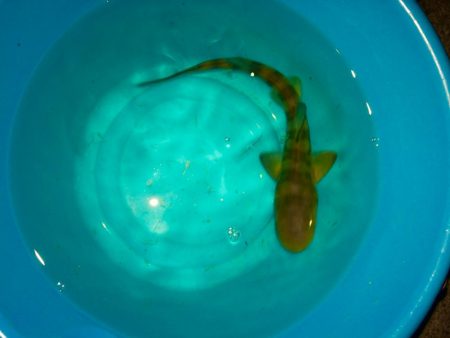 アナゴ釣れてます(^｡^)