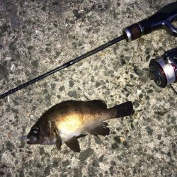 ライト五目釣り