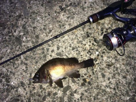 ライト五目釣り