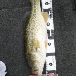 南湖 ボート釣行