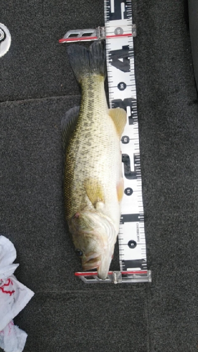 南湖 ボート釣行