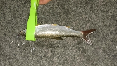 大漁の鯵かと思ったら