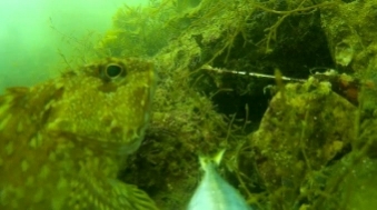 ピンギスばかり