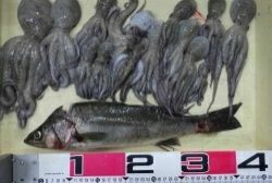 タコ今期  つ抜けしました‼️