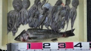 タコ今期  つ抜けしました‼️