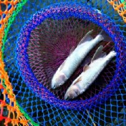 ハス(ケタバス)