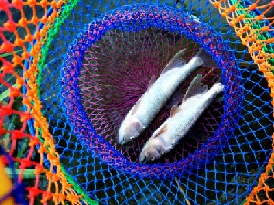 ハス(ケタバス)